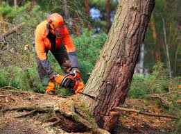 Professional Tree Services in Mount Union, PA